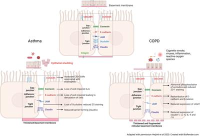 Mechanisms of airway epithelial injury and abnormal repair in asthma and COPD